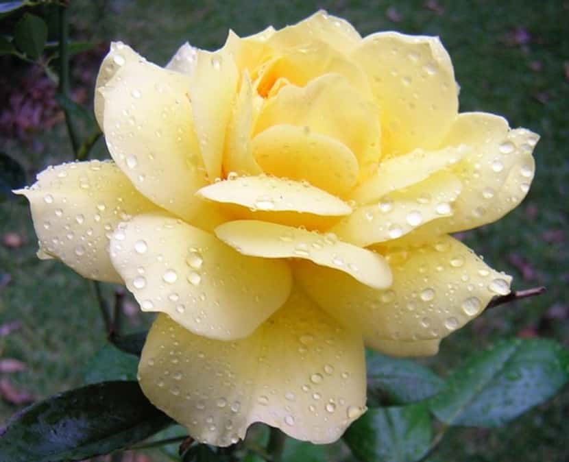 Organically grown roses have edible petals. 