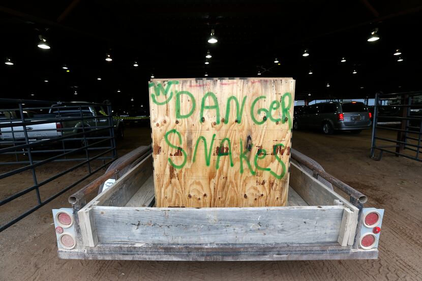 Snakes arrive in trailers at Nolan County Coliseum for the Sweetwater Rattlesnake Roundup in...
