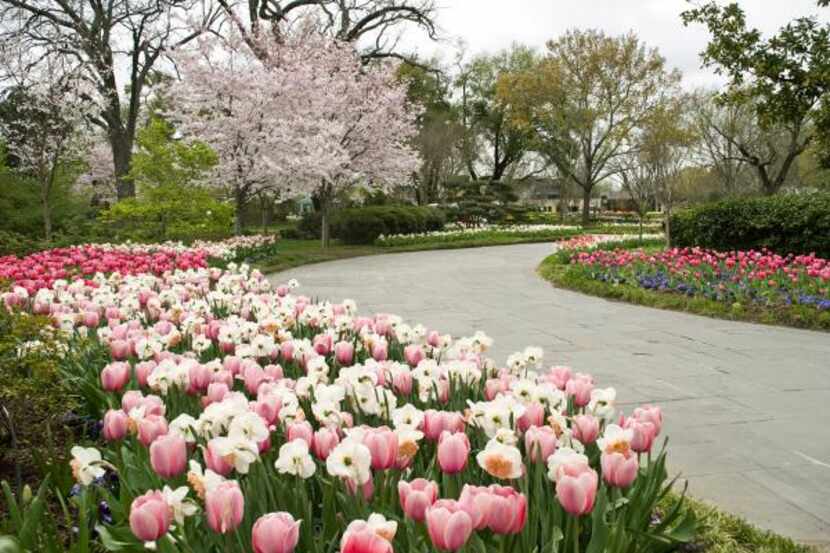 
Hanami, or cherry blossom viewing, will be from 12:30 to 2:30 p.m. Sunday at the Dallas...