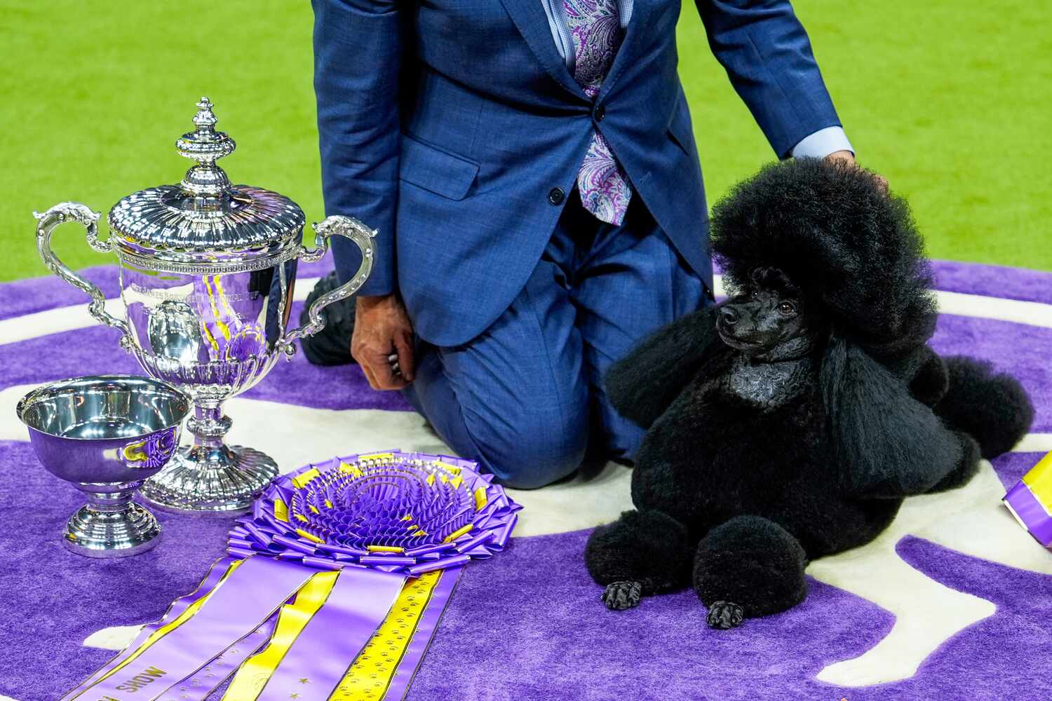 Sage, a miniature poodle from Houston, Texas, won best in show at the 148th Westminster...