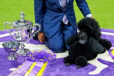 Sage, a miniature poodle, poses for photos after winning best in show at the 148th...
