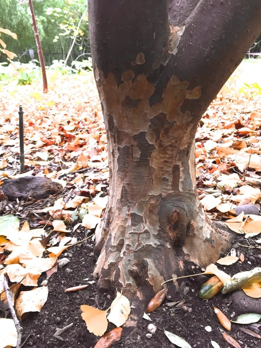 Bark of the Persian ironwood (Parrotia persica)