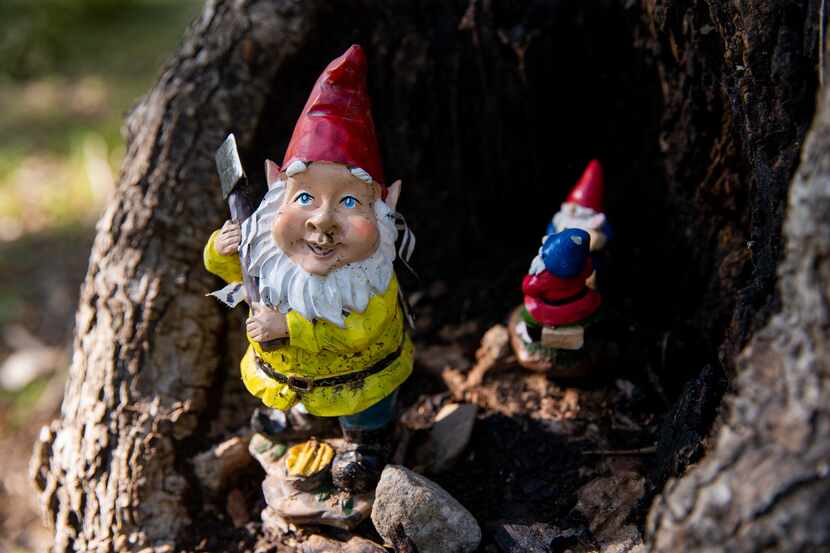 Garden gnomes placed along Coombs Creek Trail in the Stevens Park neighborhood on Aug. 22 in...
