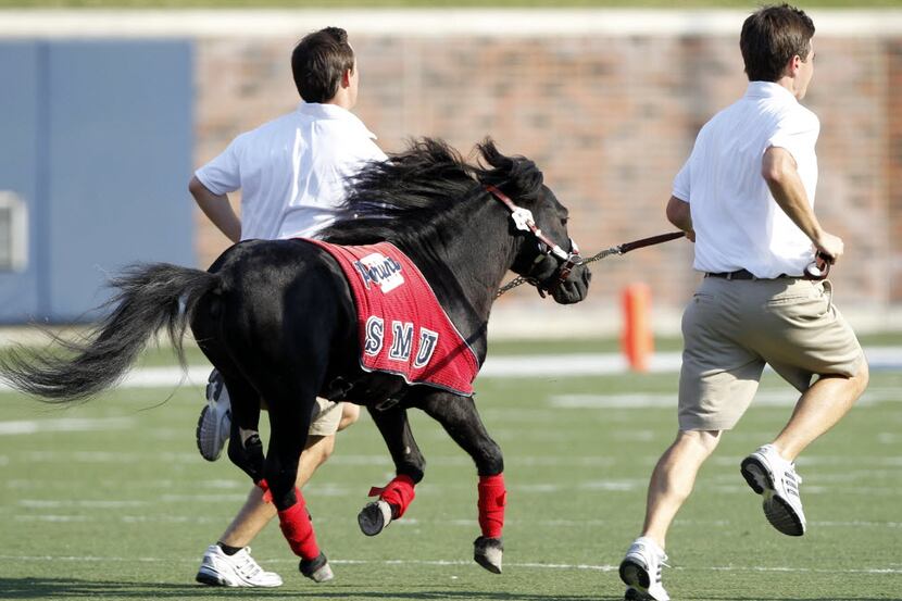 Two handlers take SMU mascot "Peruna" for a spin across the field just after halftime of...