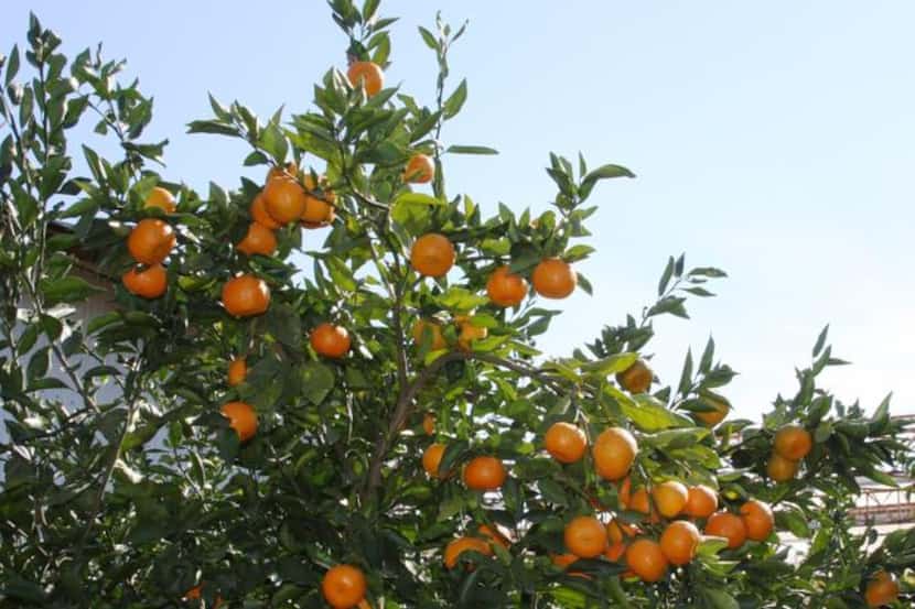 
Satsuma ‘Orange Frost’ is cold hardy to 25 F and, occasionally, short periods of lower...