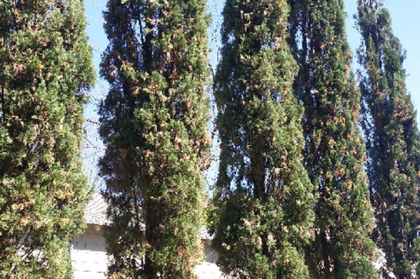 Italian Cypress tree, Seridium Canker Disease, Richardson