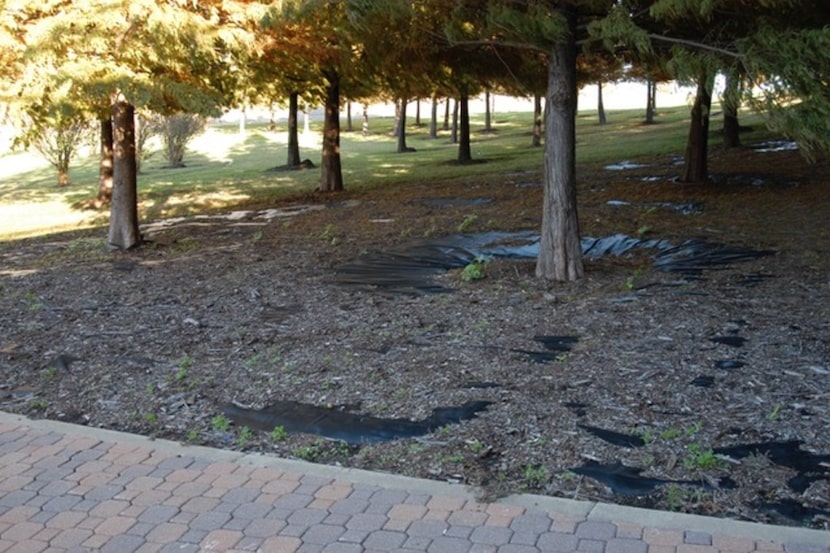 Plastic sheeting actually hurts the soil.
