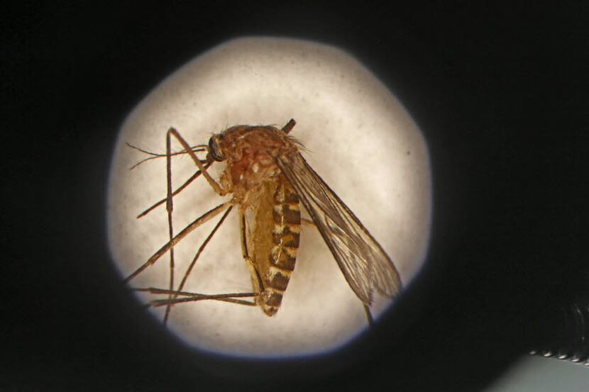 A Culex mosquito as seen through a microscope at the Dallas County mosquito lab. (G.J....