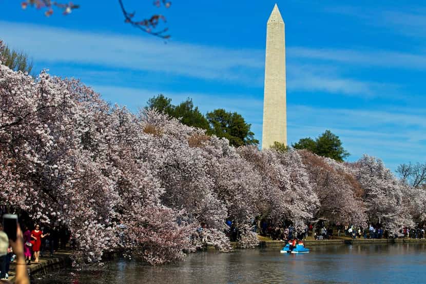 People walk along the Tidal Basin, visiting the cherry blossoms in Washington.