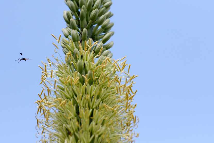 A bug flies near the Agave victoriae-reginae plant, which began its once-in-a-lifetime bloom...