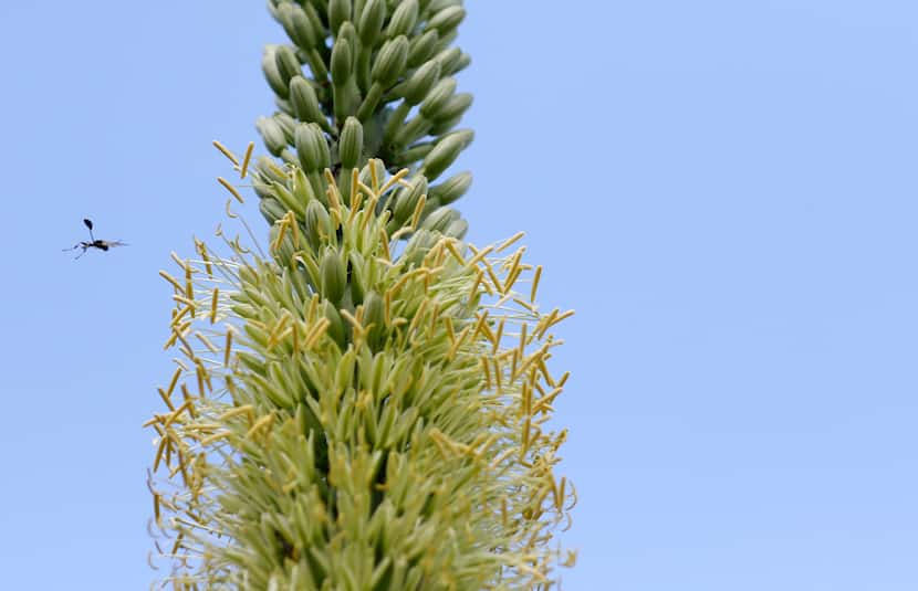 A bug flies near the Agave victoriae-reginae plant, which began its once-in-a-lifetime bloom...
