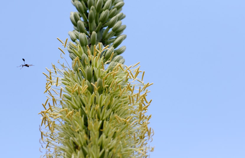 A bug flies near the Agave victoriae-reginae plant, which began its once-in-a-lifetime bloom...