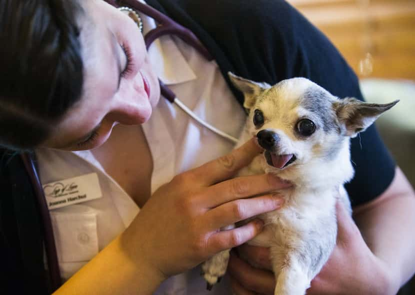  Boston is still healthy for his age, but at 14 years old, his mobility has suffered.