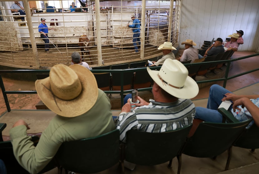 Ranchers watch cattle get auctioned off Tuesday, August 9, 2022, at Atascosa Livestock...