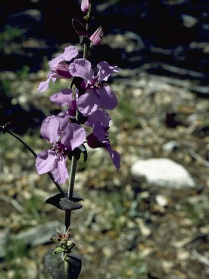 Image of the bracted twistflower, a rare type of native Texas wildflower.