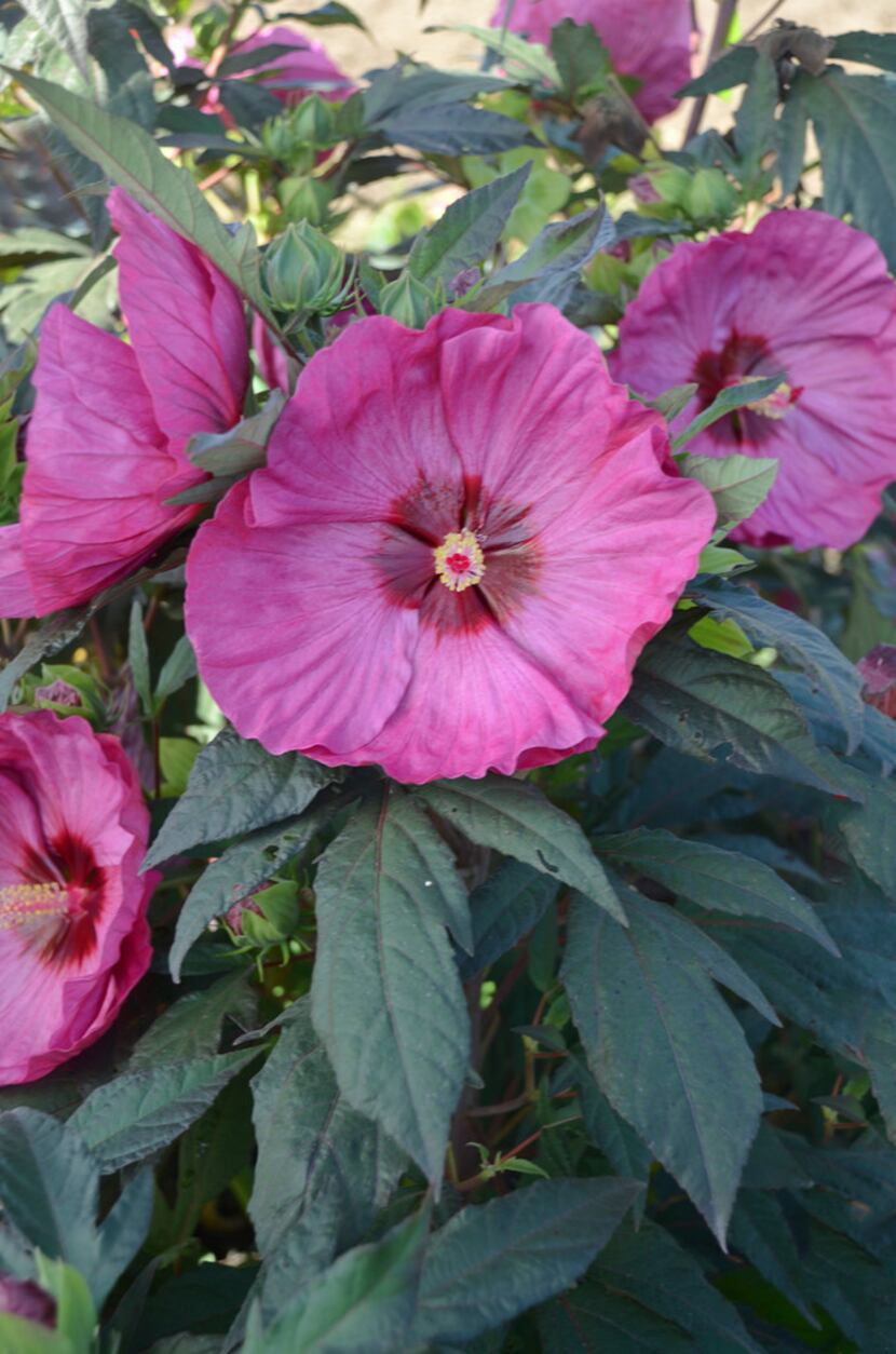 Summerific 'Berry Awesome' Rose Mallow Hibiscus hybrid  from Proven Winners 