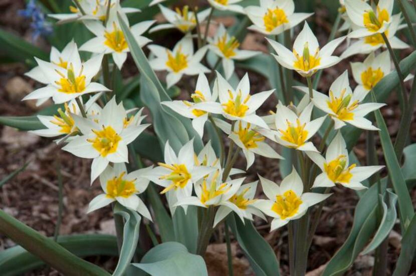 
Tulipa turkestanica is a multi-flowering tulip that produces four to eight small white...