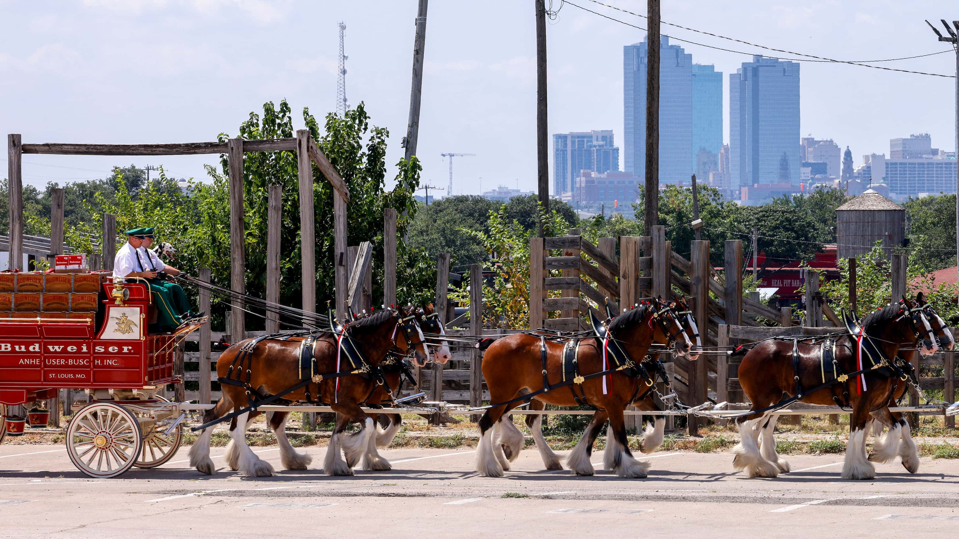 The Budweiser Clydesdales pull the Budweiser beer wagon around the Fort Worth Stockyards as...