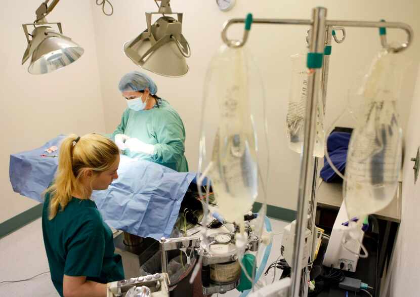 
Veterinary technician Kyndale Chamberlain (left) monitors a dog while its on anesthesia as...