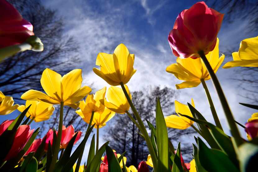 Tulips during this year's Dallas Blooms, Monday, March 05, 2018 at the Dallas Arboretum. Ben...