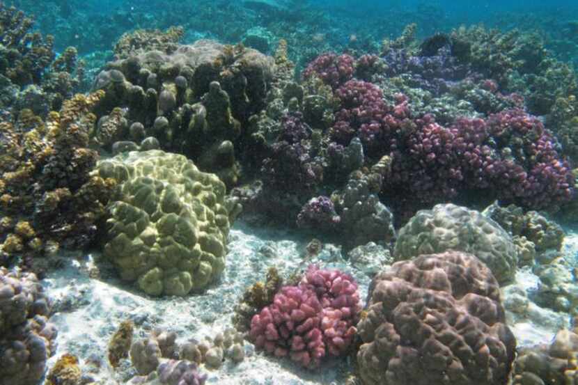 
Snorkelers see many beautiful colors and shapes of coral off the coast of Taha’a.
