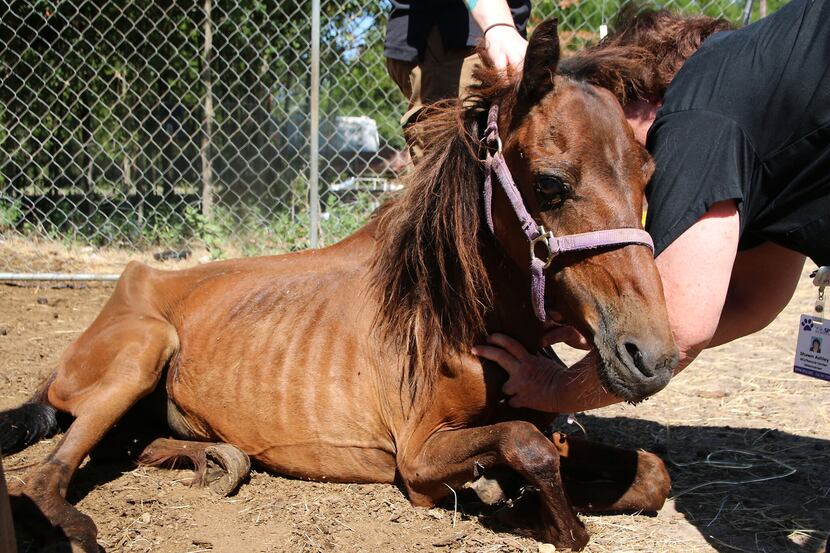 One of the starved horses the SPCA seized from a property in Dallas County.