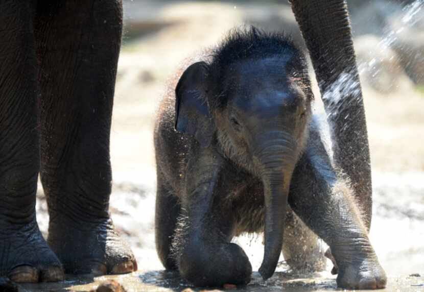 Elephant "Angele" and her four-month old baby Asha get a shower from their keepers in their...