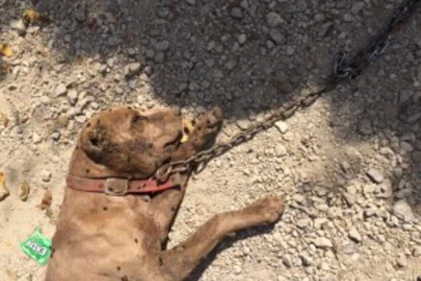  Both ears of this pit were cut into the skull and his back haunches were dotted with...
