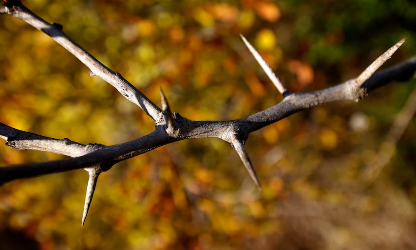 Thorny privet covers much of the Bachman Greenbelt walking path. Friends of Bachman Lake are...