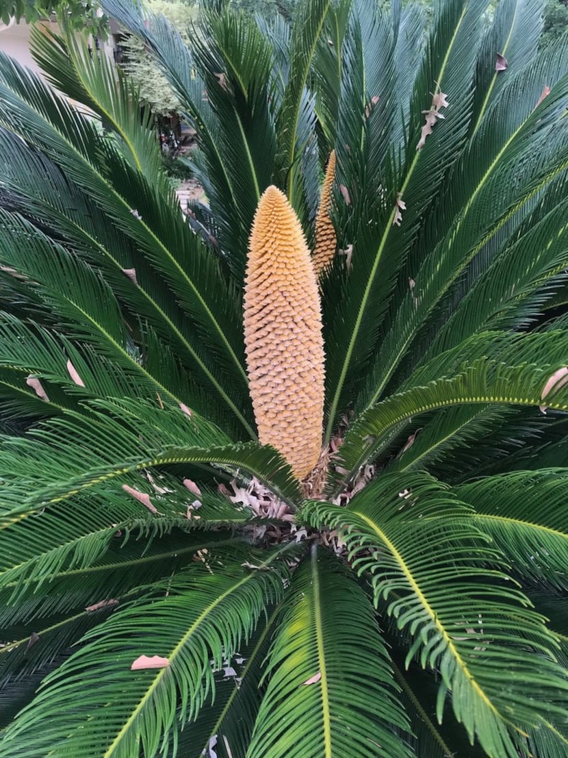 Male sago palm in flower