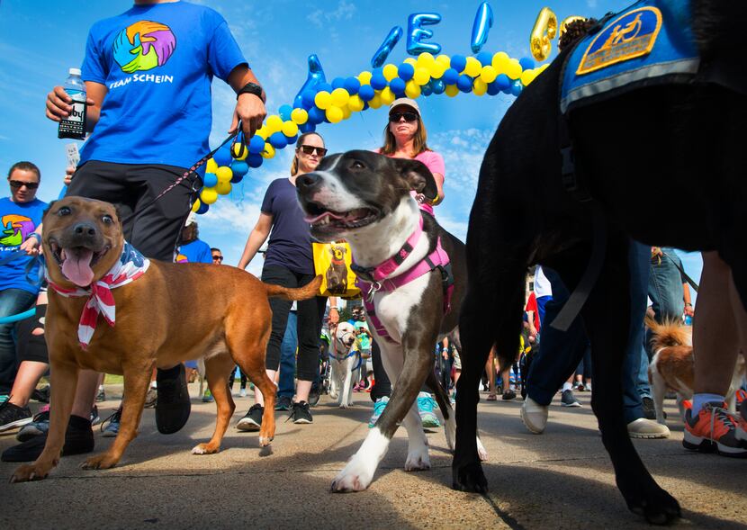 Two- and four-leggers strolled in the Canine Companions for Independence DogFest Walk 'n Roll.
