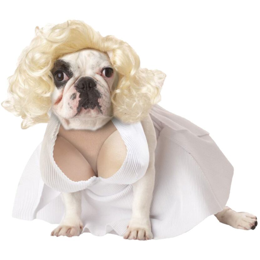 Is your dog a diva? Turn Bitsy into a bombshell with J.C. Penney’s curly, platinum blond wig...