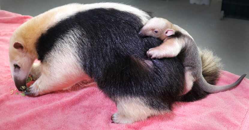 A newborn Tamandua (lesser anteater) clings to its mother's back at the Dallas Zoo, Monday,...
