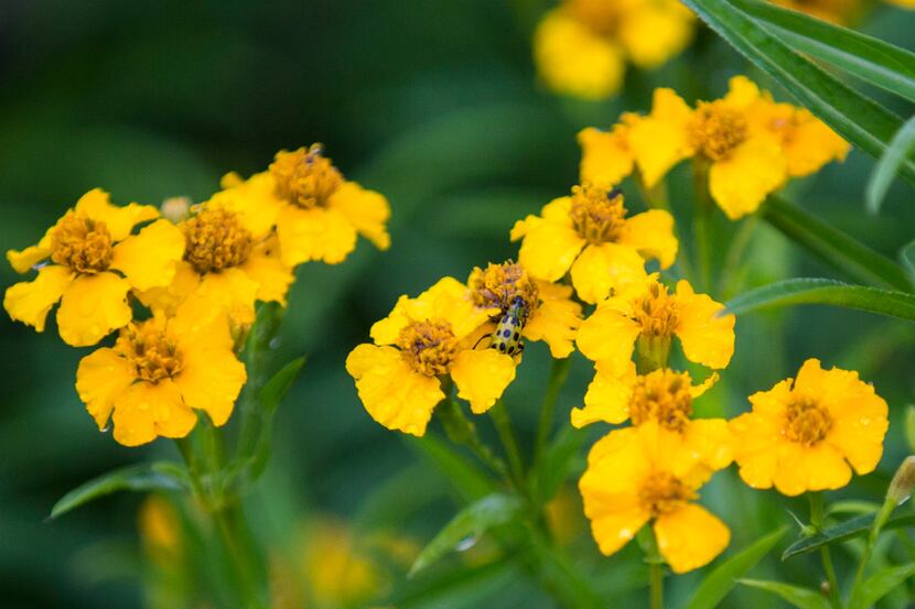 A Mexican mint marigold plant blooms at Texas A&M AgriLife Research Center in Dallas. 