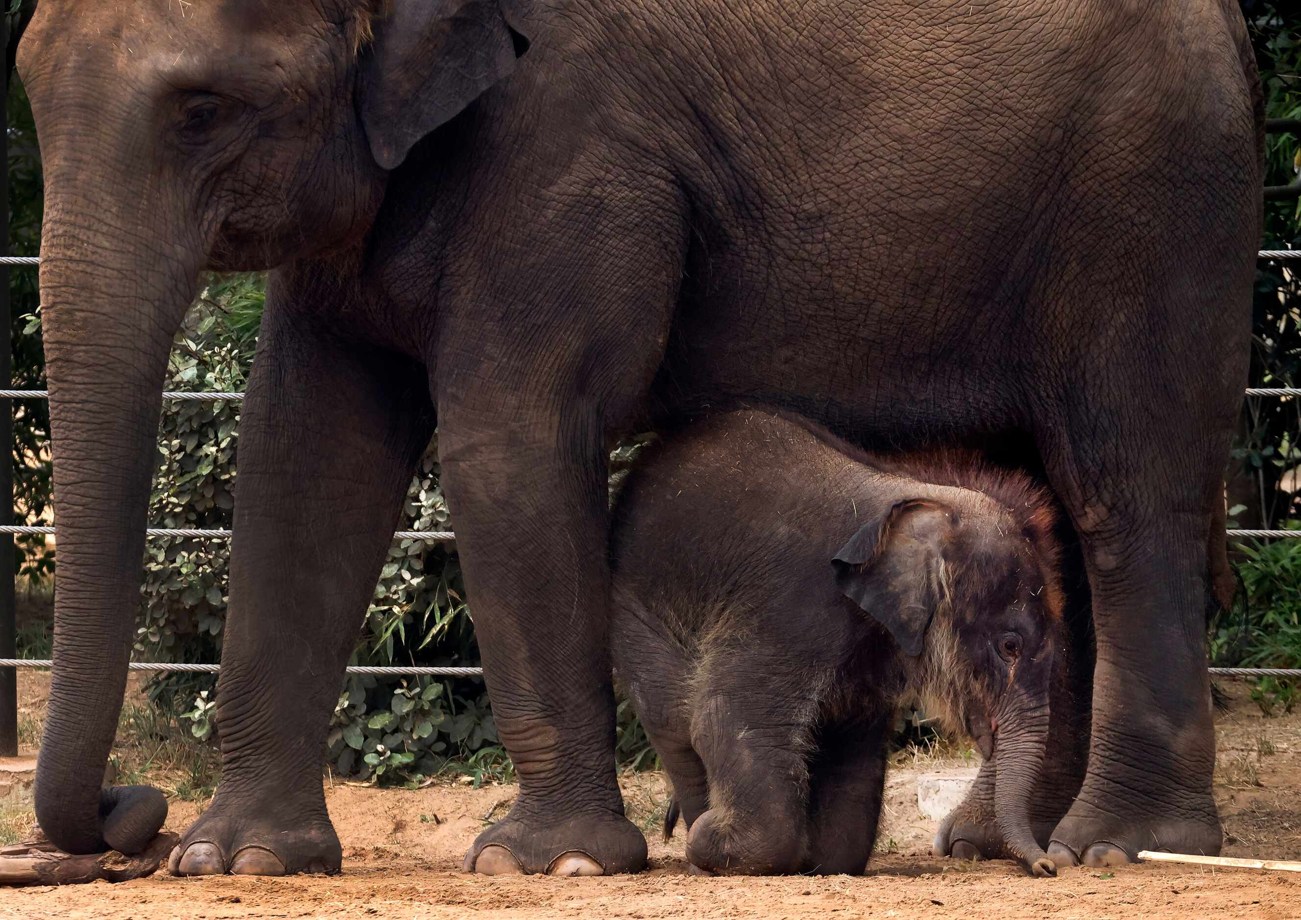 Travis, a baby Asian elephant, crawls out from under his mother Belle in the Elephant...