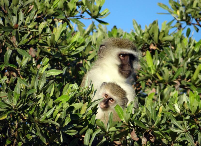 An adult vervet monkey holds a young one in the trees.