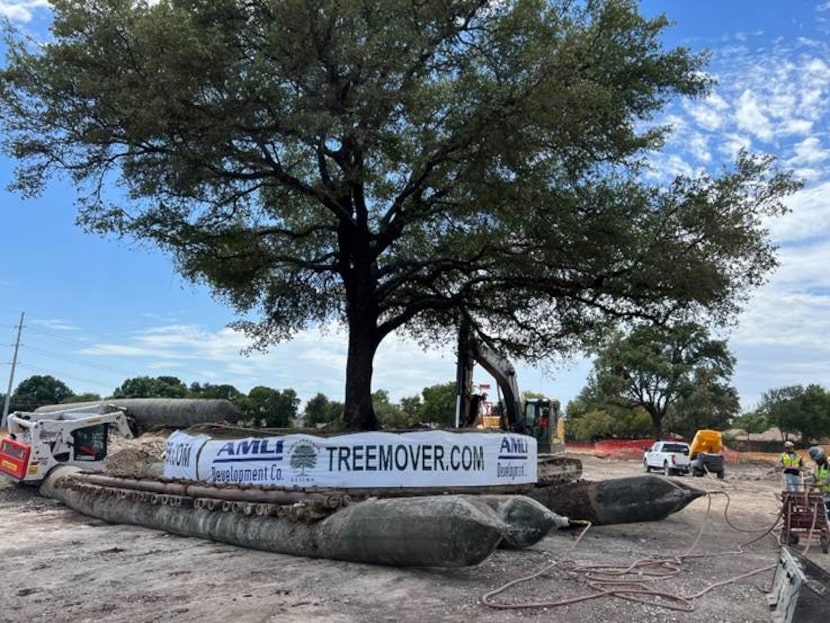 Several large trees are being moved to make way for the project.