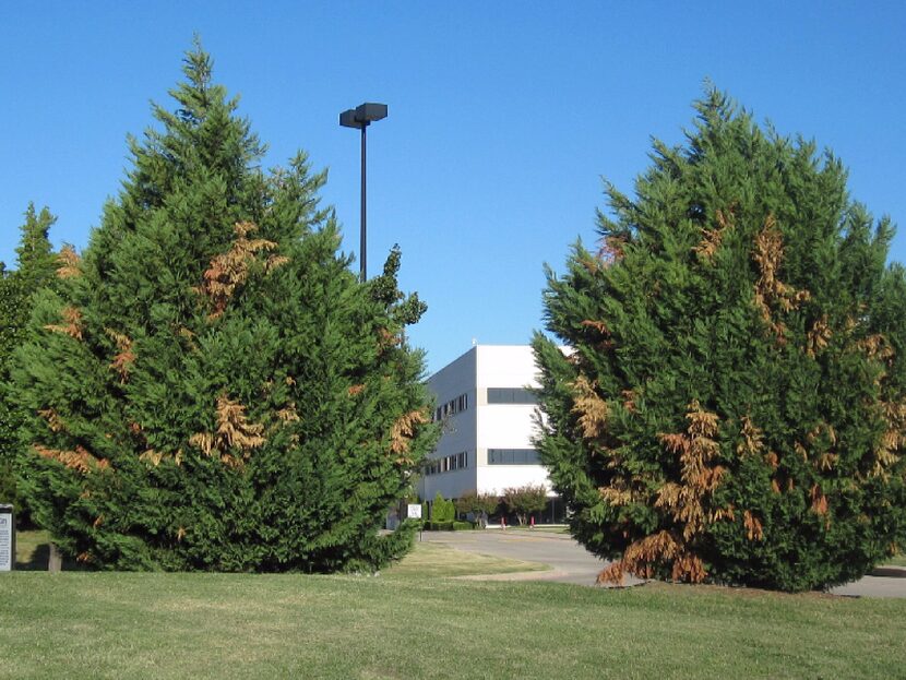 Seiridium canker disease causes dieback on cypress trees.