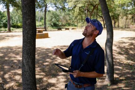 Dallas Park and Recreation certified arborist Blake Wyne looks up as he demonstrate the...