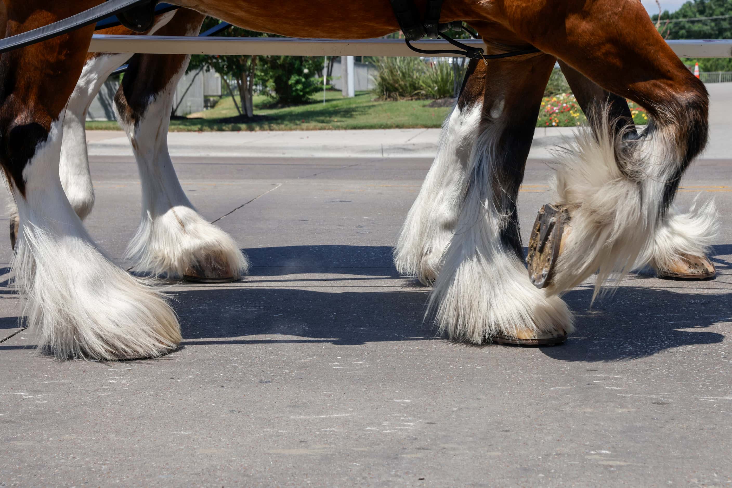 The Budweiser Clydesdales trademark long white hair is seen as they make their way through...