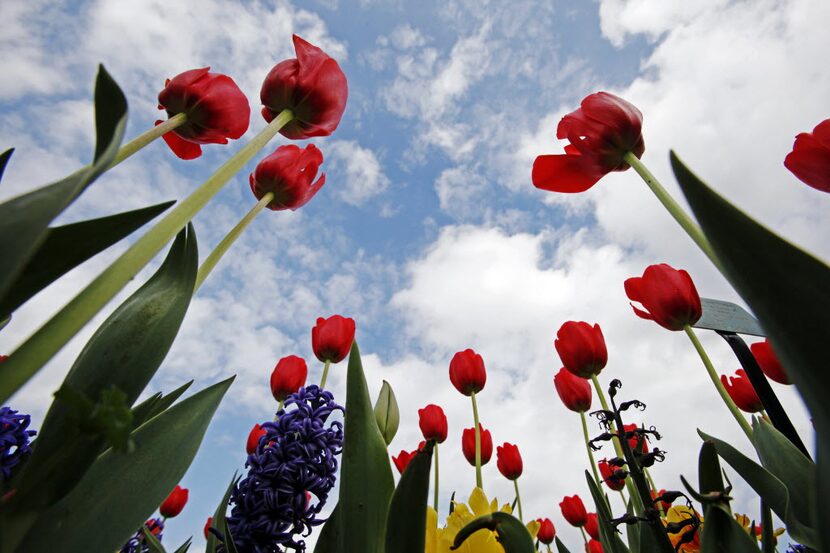 How can we help but ogle tulips like these at last year's Dallas Blooms Festival at the...