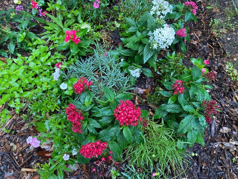 Pentas can be combined with other colors and textures in a mixed planting.