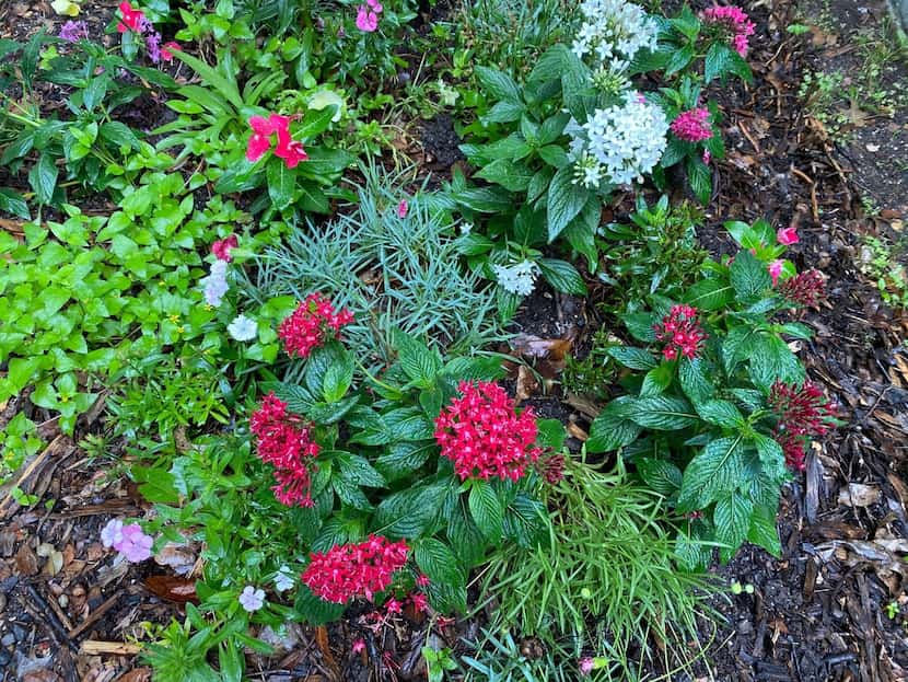 Pentas can be combined with other colors and textures in a mixed planting.