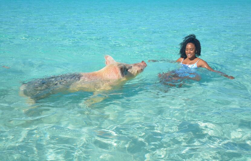 Want an unforgettable selfie? Try swimming up to a pig with a waterproof camera in tow.