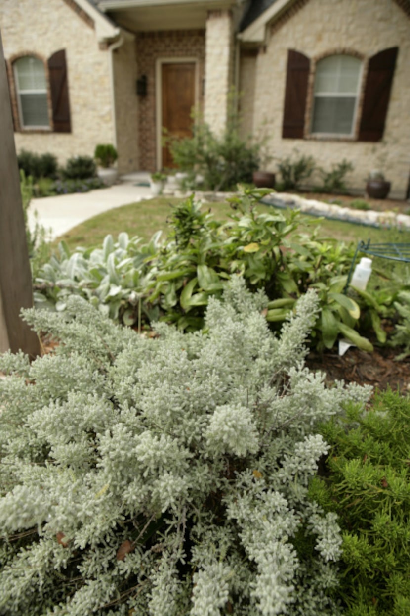 One of the oddest plants that's part of the trial is lavender cotton, which is neither...