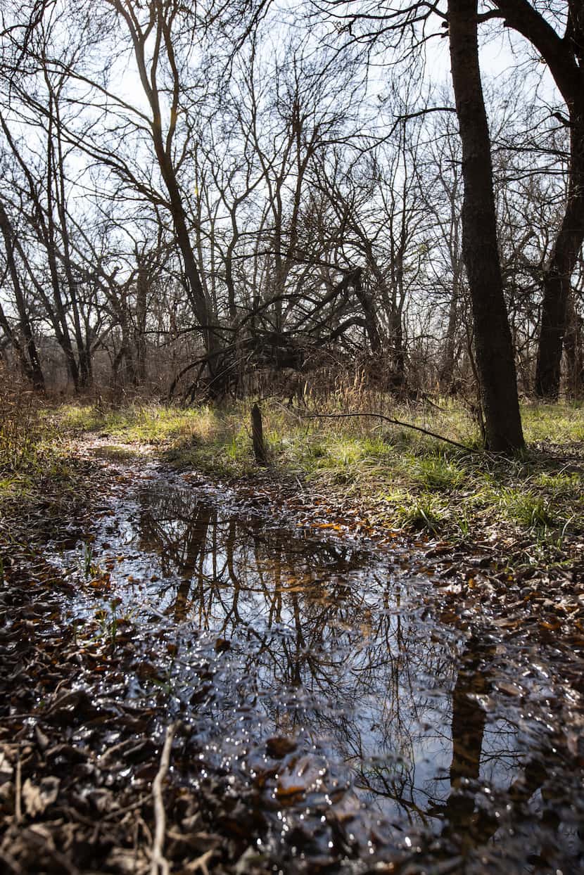 Small ephemeral ponds form on the floor of the Great Trinity Forest and harbor a variety of...