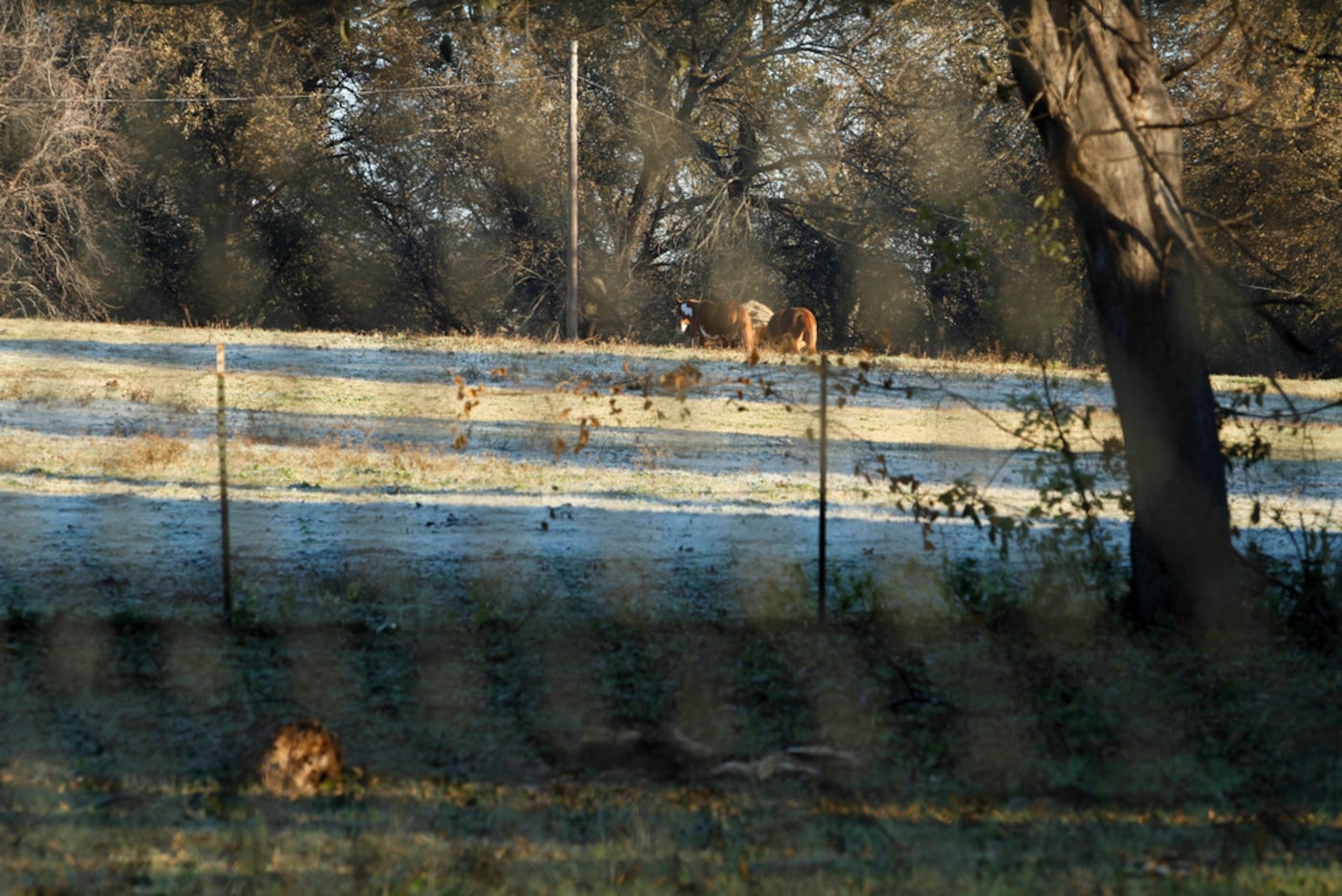 Horses in the field next to the Lane Plating Works building on Bonnie View Road