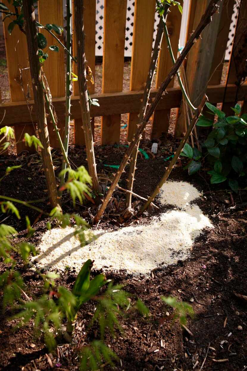 
A doughnut of horticultural cornmeal around rose bushes helps prevent roses from getting...