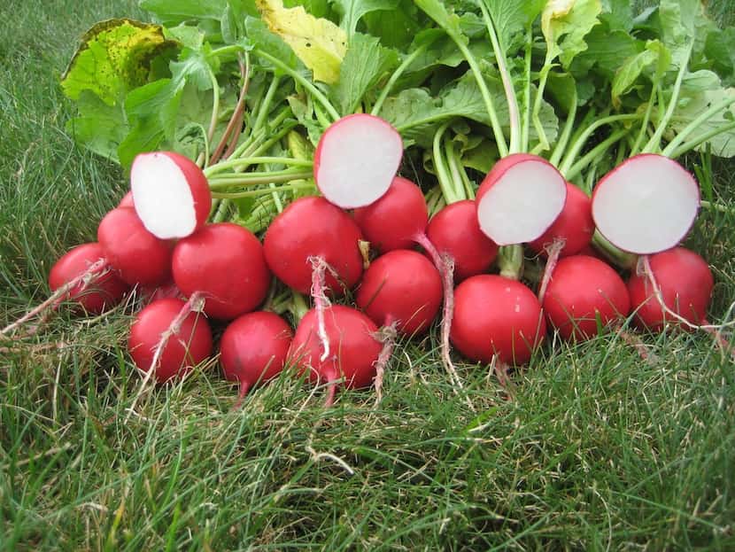 Radish Roxanne from All American Selections 