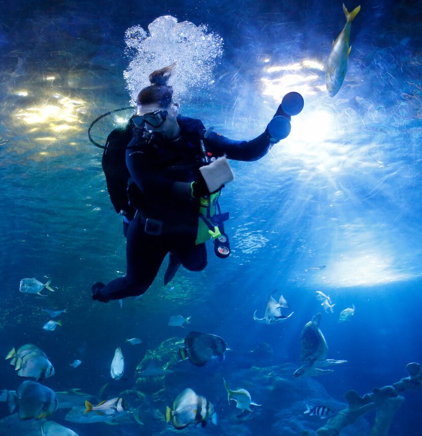 Lora Johansen, an animal husbandry assistant at Sea Life Grapevine, cleans part of the...